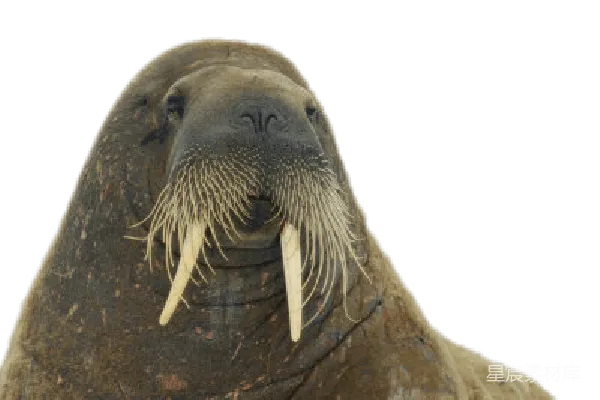 元素素材 Walrus象鼻鱼