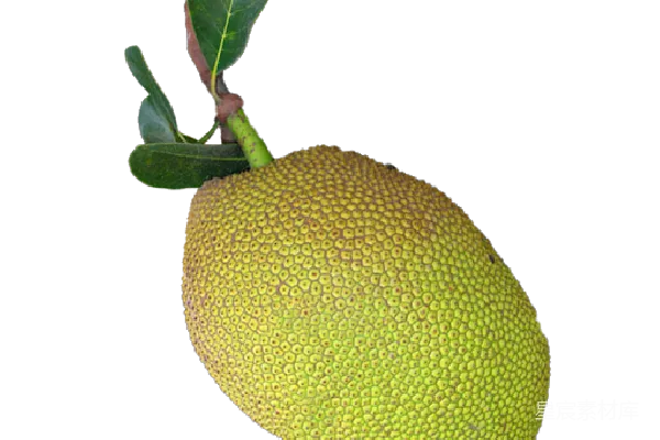 元素素材 Jackfruit