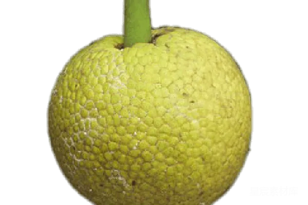 元素素材 jack fruit