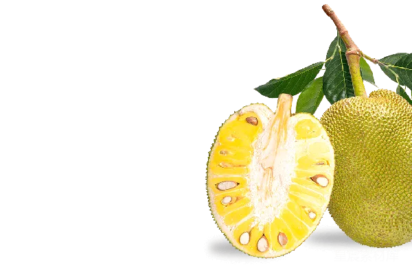 元素素材 jackfruit