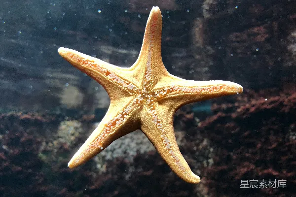 高清摄影 棕色海胆鱼