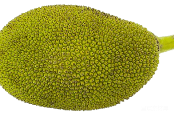 元素素材 jackfruit