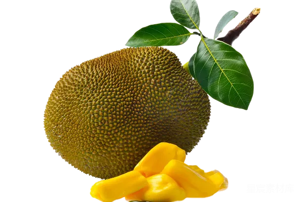 元素素材 jackfruit