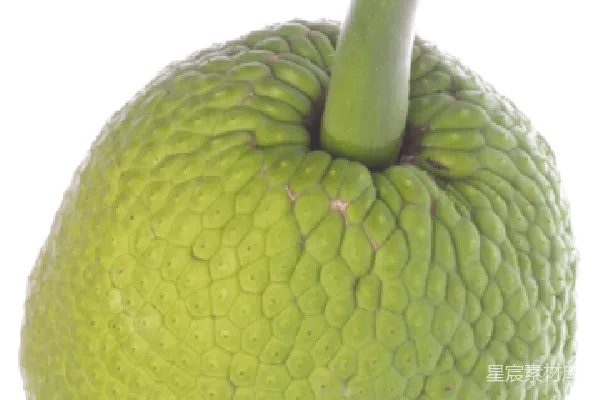 元素素材 jackfruit