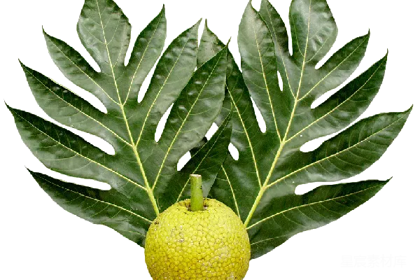 元素素材 jackfruit
