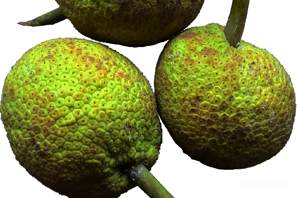 元素素材 jackfruit