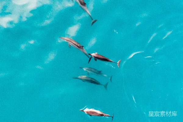 高清摄影 一群鱼在水中游动