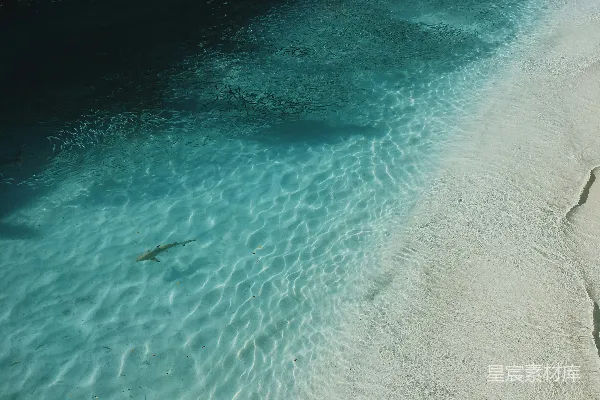 高清摄影 高角度拍摄的海景中有鲨鱼