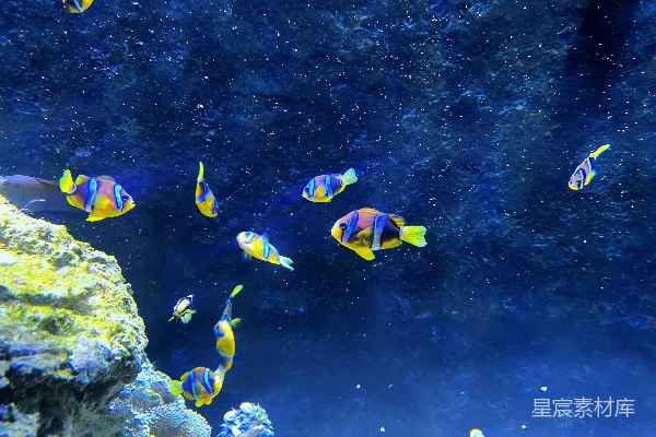 高清摄影 水族箱中游动的一群鱼