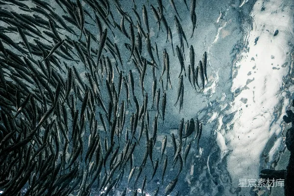 高清摄影 灰鱼学校