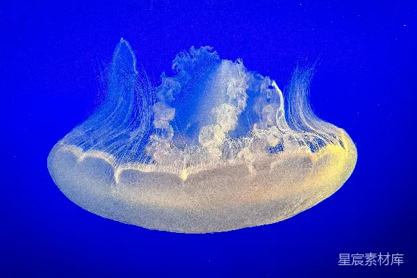 高清摄影 水中的水母