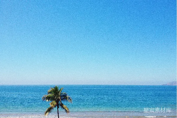 高清摄影 海边一棵孤独的棕榈树，背景是海洋。