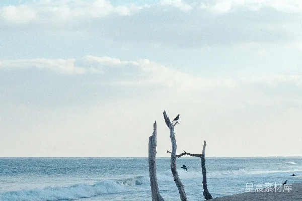 高清摄影 海滩上的一群漂流木