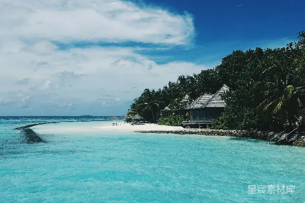 高清摄影 近水绿棕榈树
