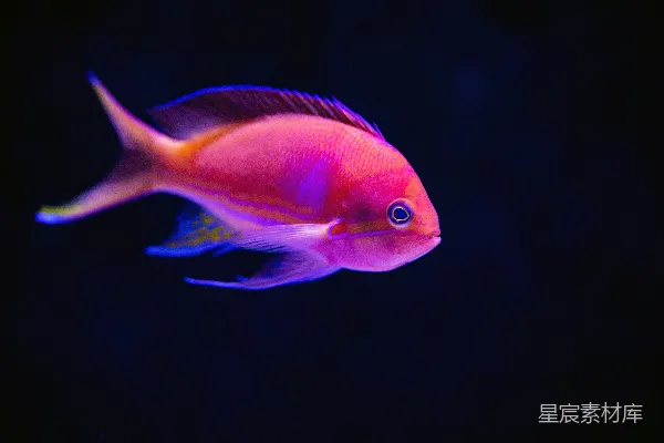 高清摄影 红鱼的特写镜头
