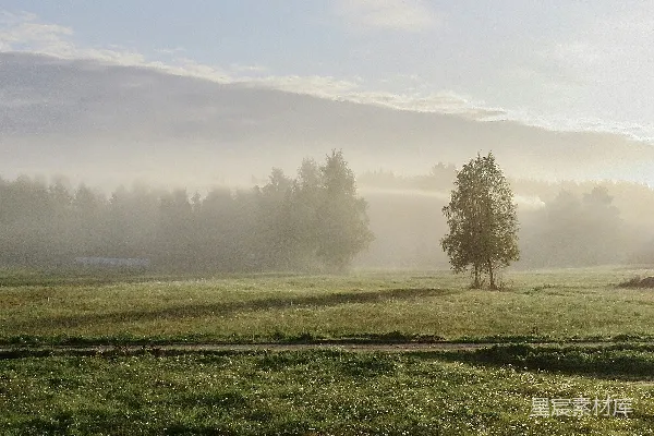 高清摄影 白天有雾的绿草 fields