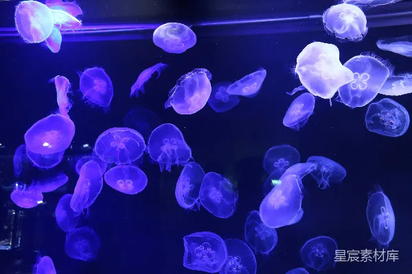 高清摄影 海底的紫色水母