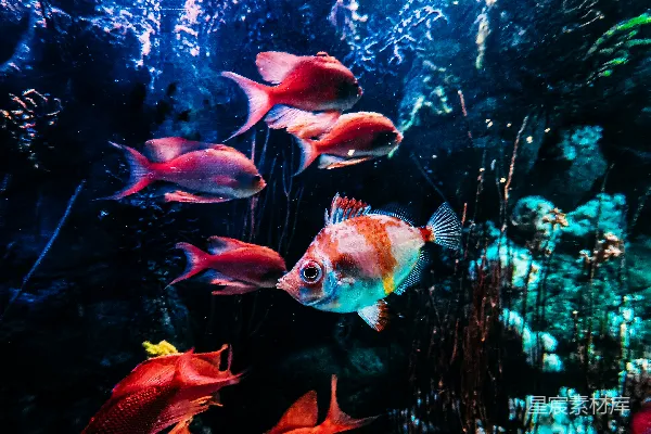 高清摄影 水族馆里一群鱼在游泳