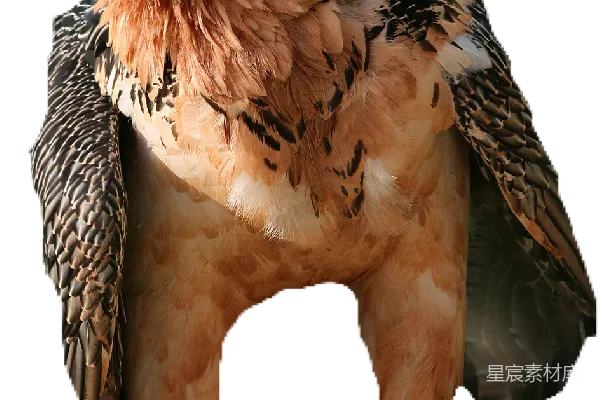 元素素材 秃鹰