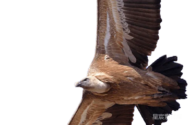 元素素材 PNG