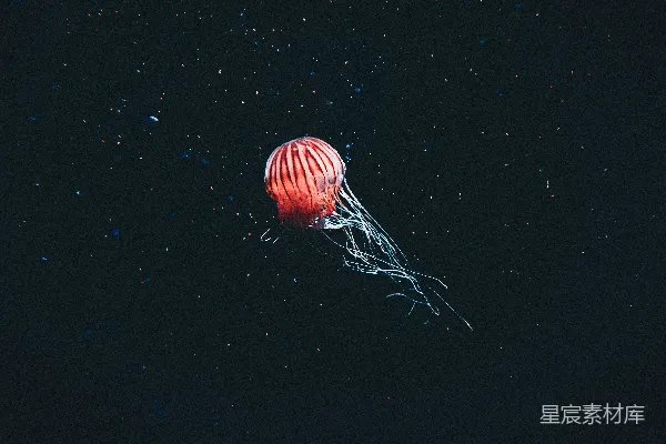 高清摄影 夜空中漂浮的一只水母