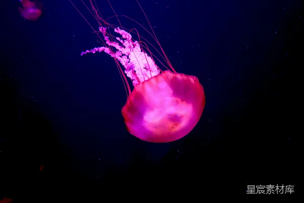 高清摄影 一只紫色的水母漂浮在黑暗的水中
