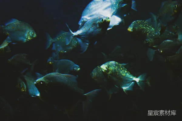 高清摄影 一群鱼在水中游动