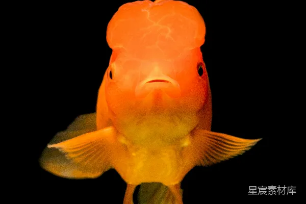 高清摄影 金鱼