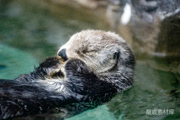 高清摄影 一只湿漉漉的水獭正在游泳池中游动。