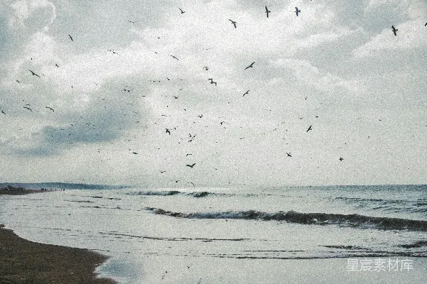 高清摄影 一群黑鸟在海洋上空飞翔