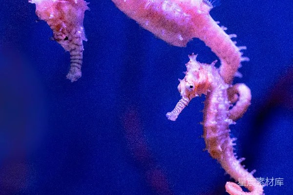 高清摄影 粉白海 Creatures