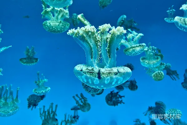 高清摄影 水下拍摄的 Jellyfish 照片
