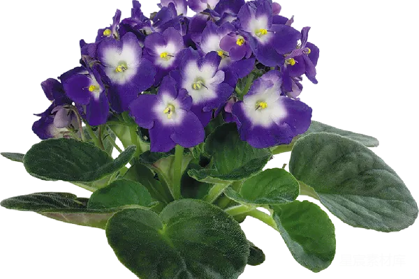 元素素材 薇奥拉