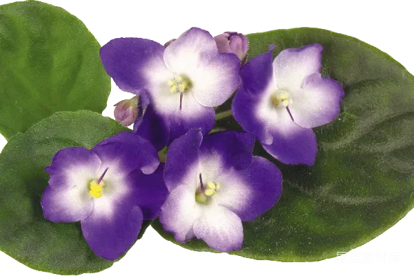元素素材 薇奥拉