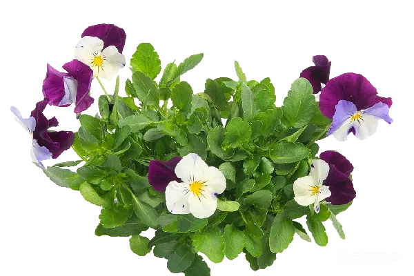 元素素材 三色堇植物
