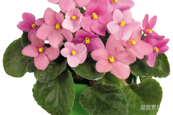元素素材 薇奥拉