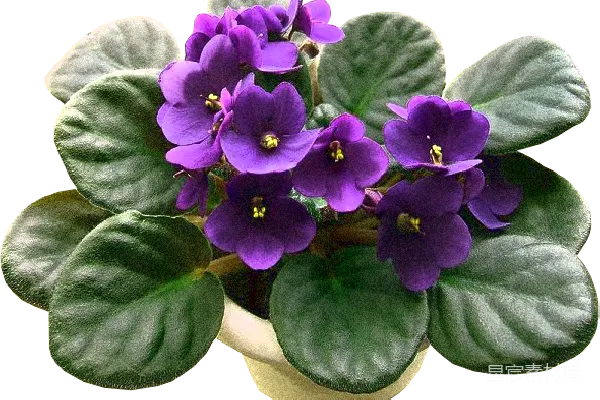 元素素材 薇奥拉