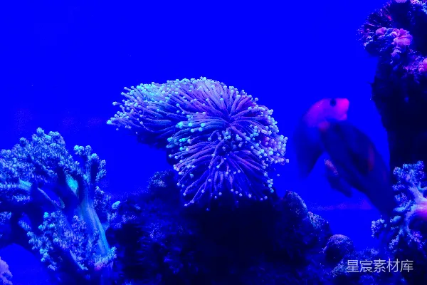 高清摄影 充满各种不同类型的鱼的水族馆