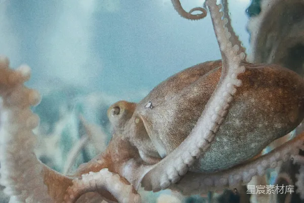 高清摄影 一只章鱼正在水族馆里游动。