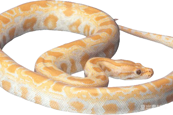 元素素材 Anaconda