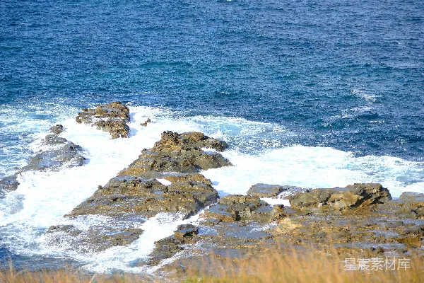 高清摄影 海边岩石上的一只鸟儿