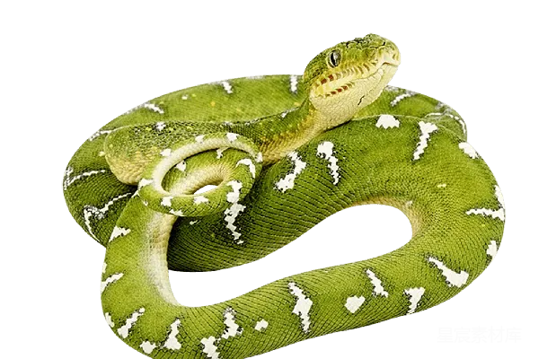 元素素材 安anaconda
