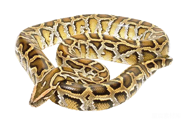 元素素材 安anaconda