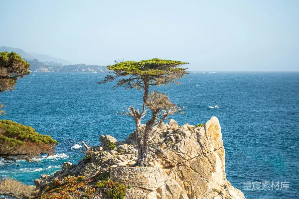 高清摄影 一棵孤树矗立在岩石海岸之上。