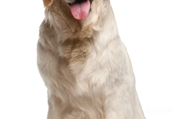 元素素材 黄金