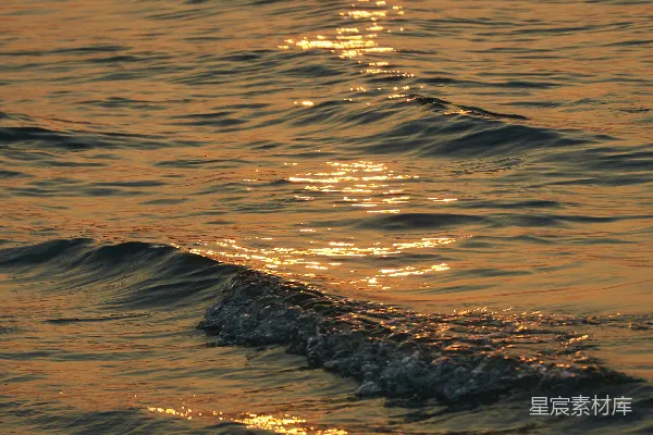 高清摄影 海边一只鸟站在海浪上