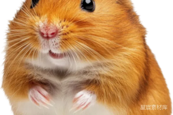 元素素材 可爱的金黄仓鼠