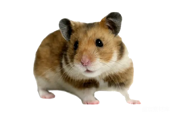 元素素材 仓鼠