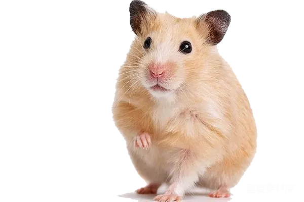 元素素材 仓鼠