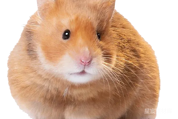 元素素材 仓鼠